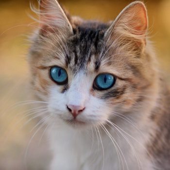 cat, blue eyes, pet